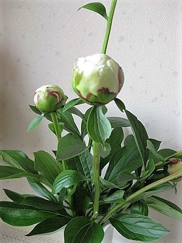 蕾の芍薬