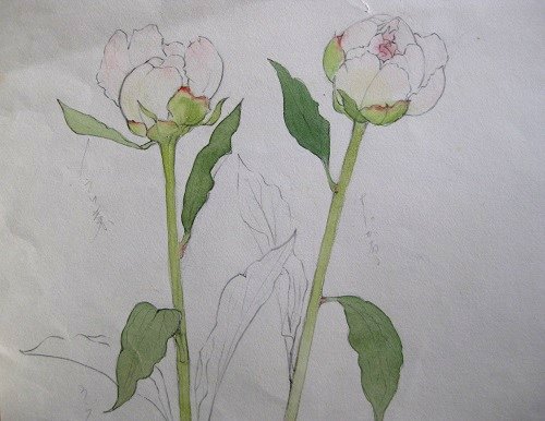 スケッチ 芍薬