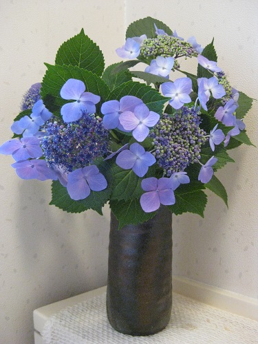 切り花の額紫陽花