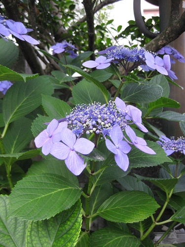 額紫陽花