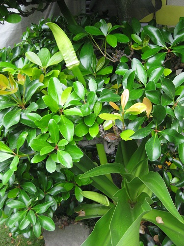 ハマユウ 花茎