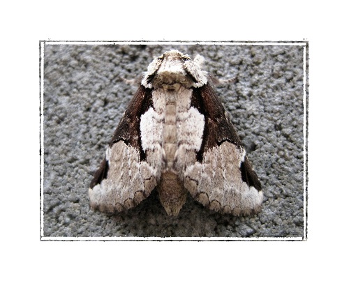 名前の分からない昆虫 蛾(ガ)の写真