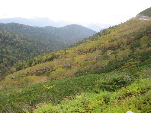 木々の黄葉が始まっている風景