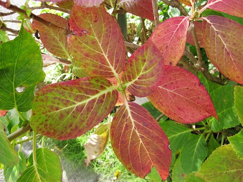 アジサイ葉の紅葉