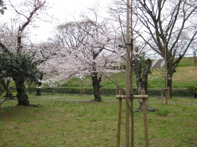 桜の幼木