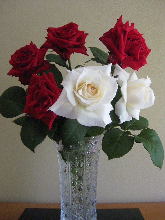 赤いバラ 白いバラ つるバラ 咲いた けど新旧交代の時期かな 月に昇るその日まで