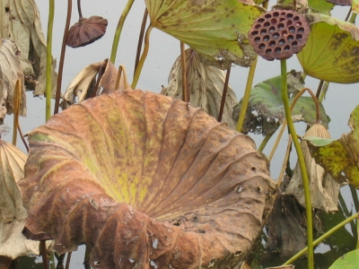 茶褐色になった蓮葉と蜂巣・果托