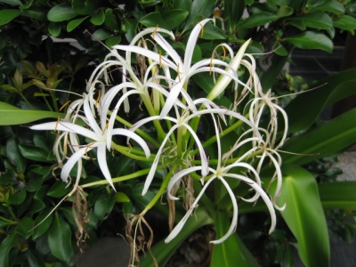 ハマユウの花 2