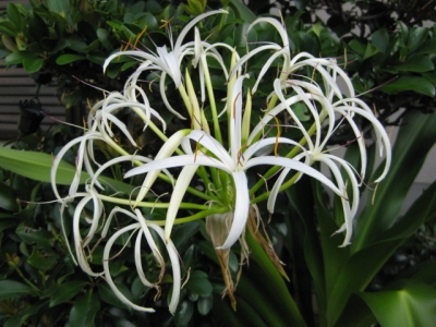 ハマユウの花 1