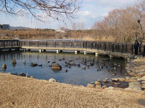 昆陽池・給餌池のたまり場で泳ぐ少数のカモ