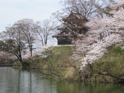 高田城の桜