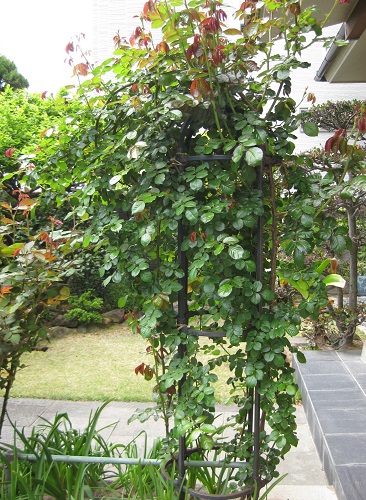 植えて2年のピエール ドゥ ロンサール