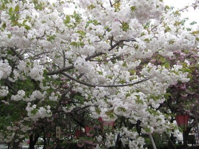 渦桜