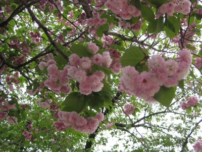 数珠掛桜