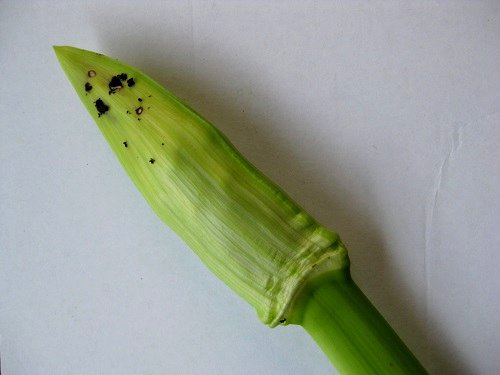 ハマオモトヨトウの幼虫が入ったハマユウの蕾
