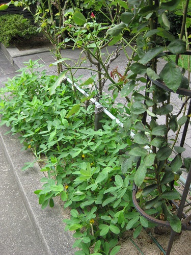 バラ花壇で生育中の落花生