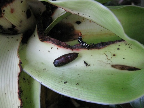 ハマオモトヨトウの蛹と幼虫