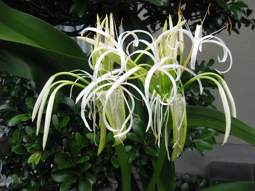 ハマユウの花 二つ