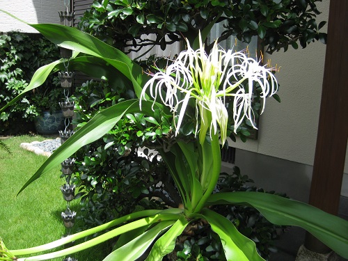 ハマユウの花