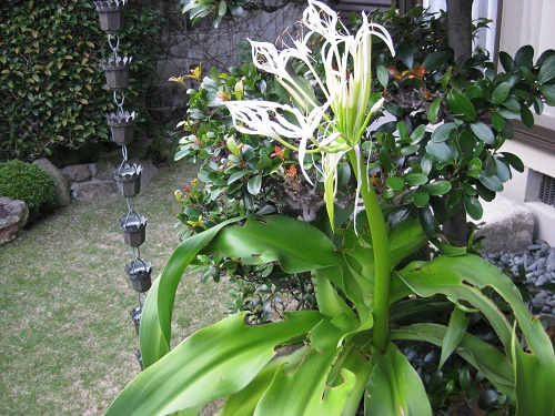 ハマユウの花