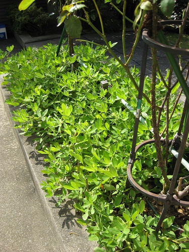 収穫前の落花生