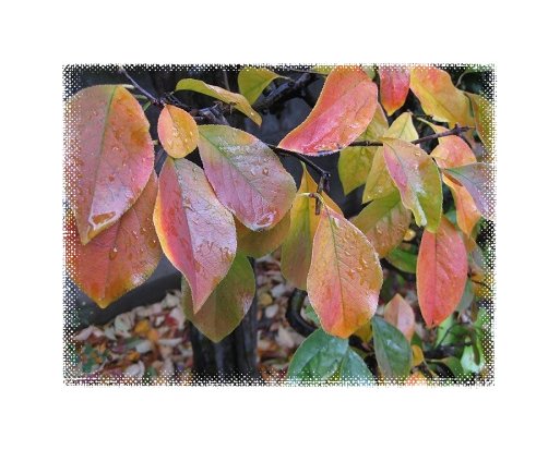カリン 幹の下部の葉の紅葉