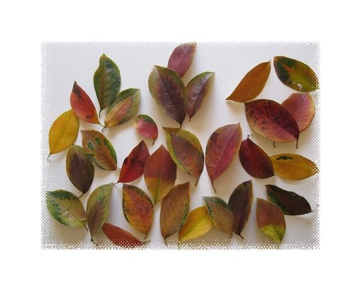 カリンの紅葉・落葉 1