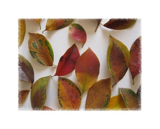 カリンの紅葉・落葉 2