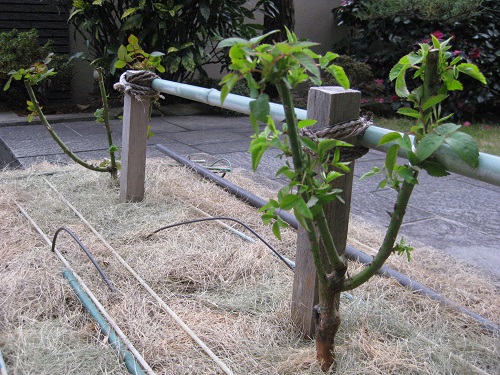 バラ花壇に植付けた2株