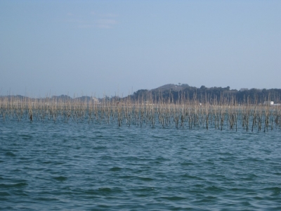 海苔の養殖?