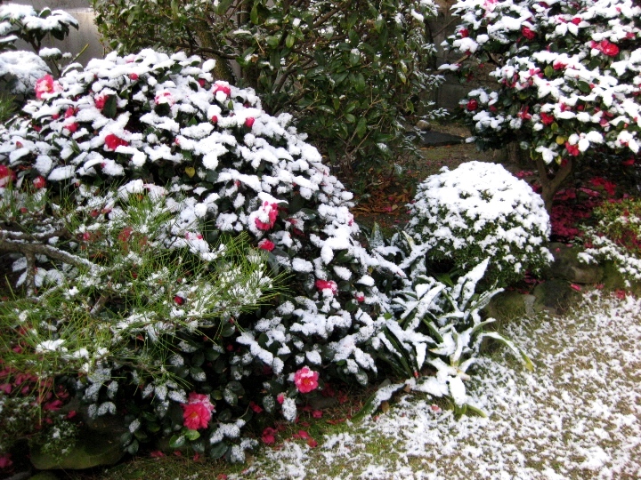 庭に積もった雪