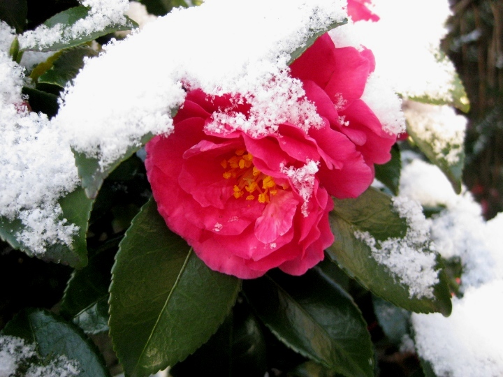 獅子頭に積もった雪