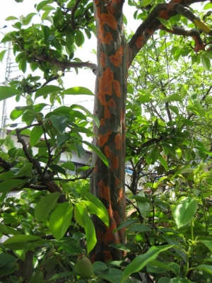 カリンの木脱皮