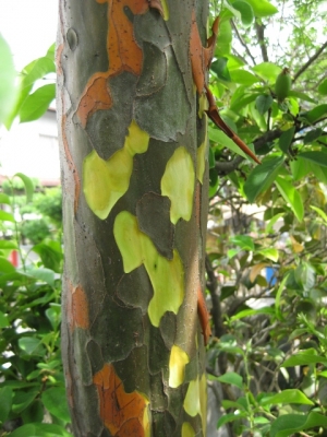 カリンの木脱皮