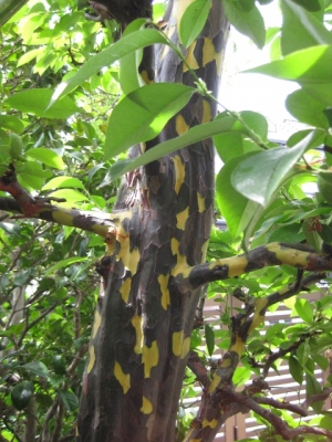 カリンの木脱皮