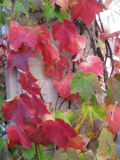 ナツヅタの紅葉