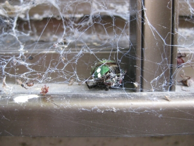 オオヒメグモの巣にかかった小昆虫