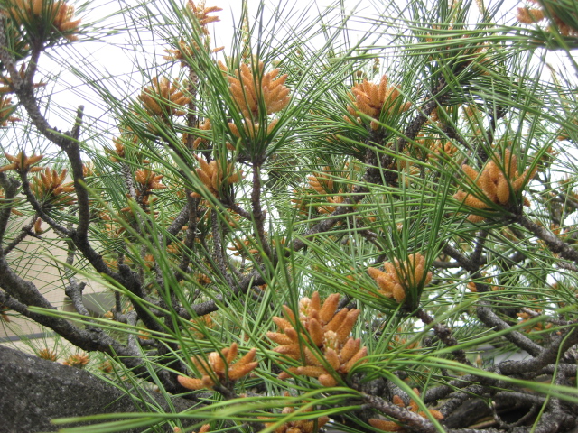 まつ マツ 万葉植物 月に昇るその日まで