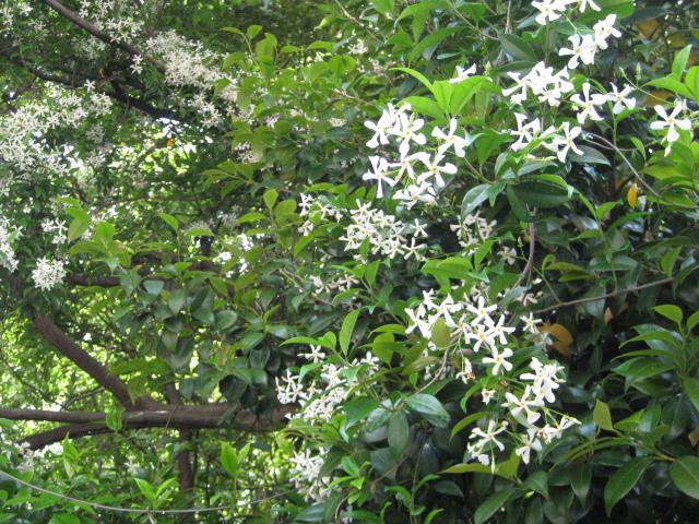 つた テイカカズラ 万葉植物 月に昇るその日まで