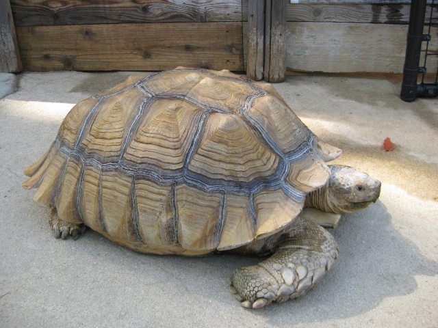 ケズメリクガメのヨシハル