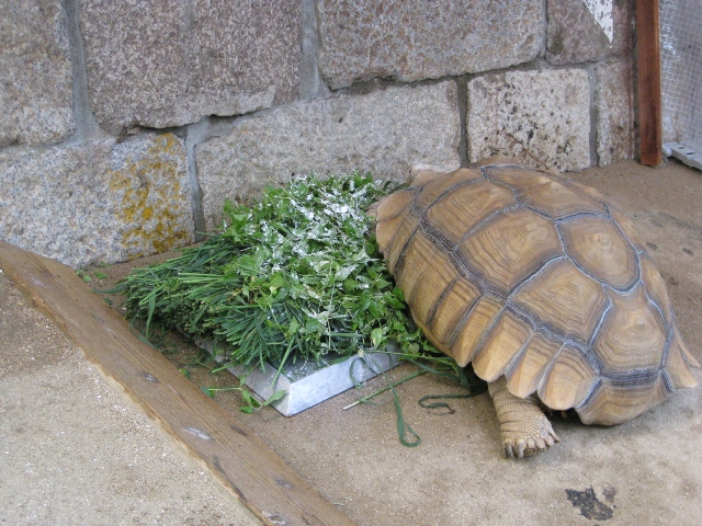 ヨシハル,食事中
