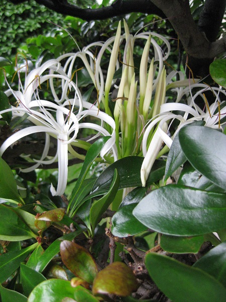 ハマユウ 2番花