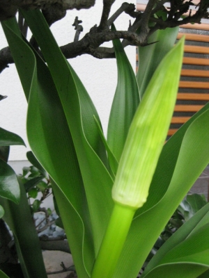 蕾の拡大1
