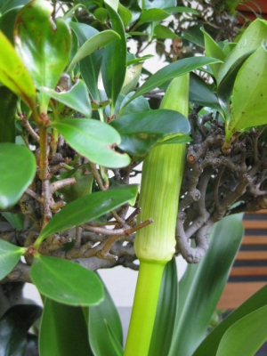 蕾の拡大3
