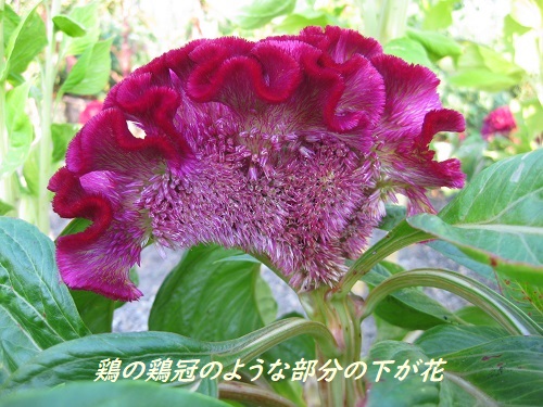 トサカケイトウ