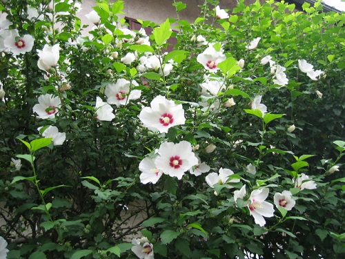 木槿(ムクゲ)