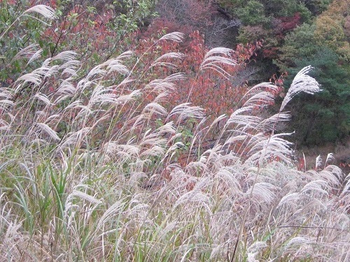 薄・尾花;