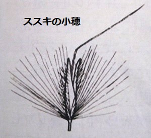 ススキの小穂