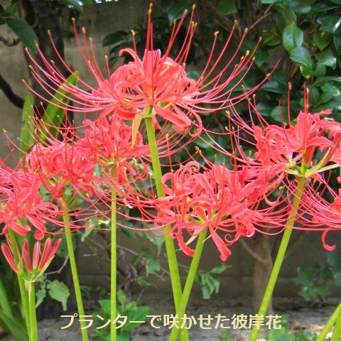 彼岸花(ヒガンバナ)