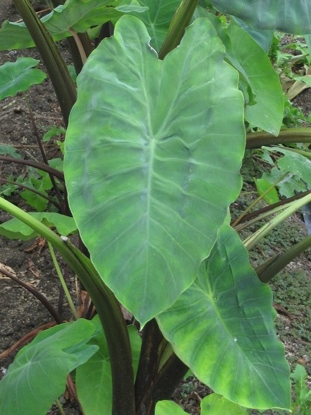 うも サトイモ 万葉植物 月に昇るその日まで